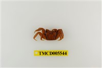 藏品(斑點擬相手蟹)的圖片